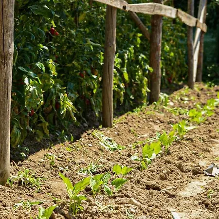 хаджиеви * Огняново