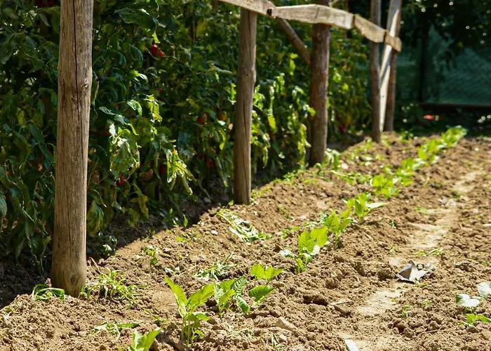 хаджиеви * Огняново